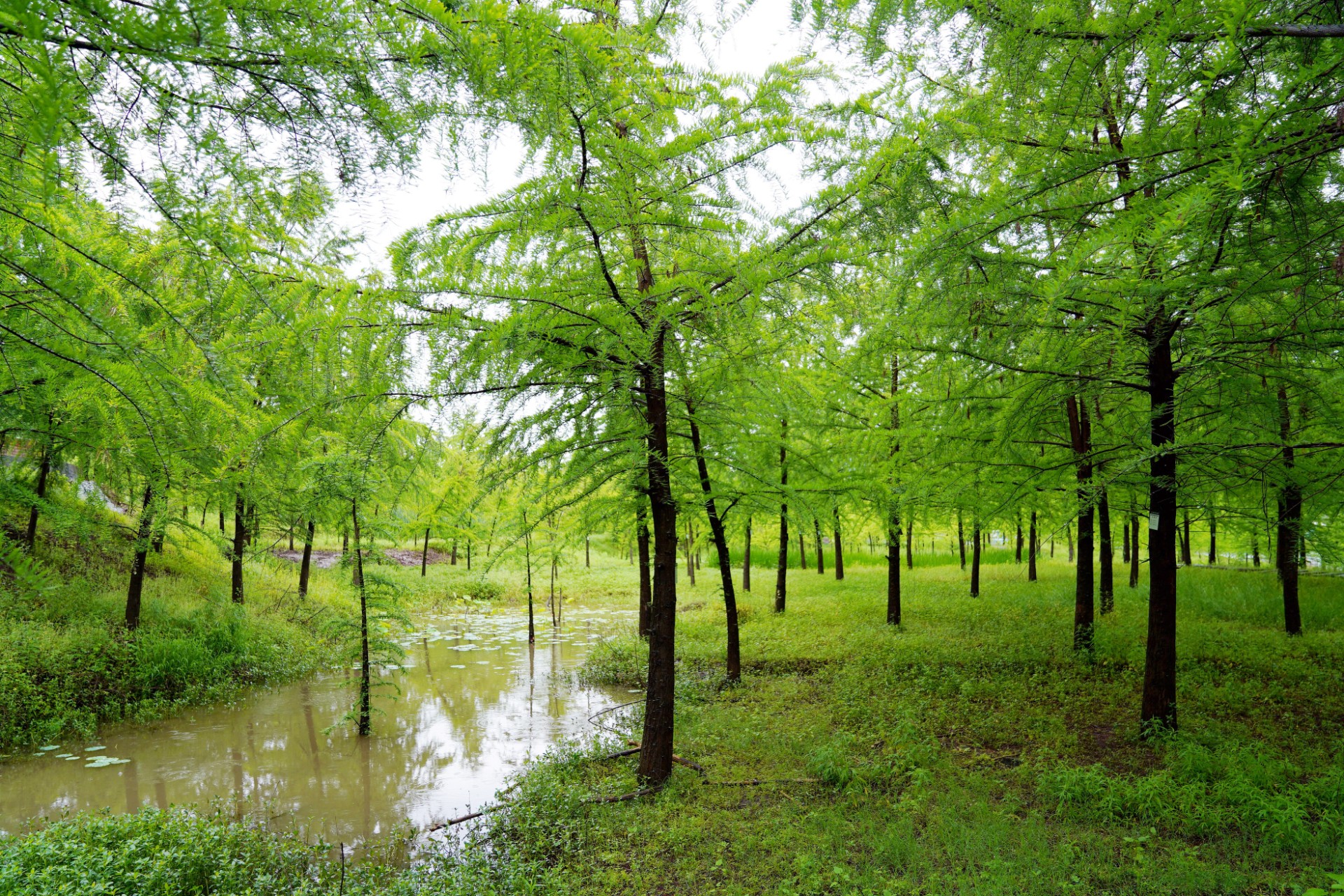 DSC09476.jpg